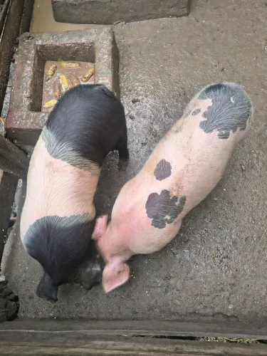 Porcos a venda, 2 marrãs e 1 cachacinho