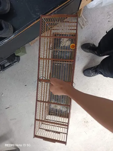 Gaiola voador grande 
