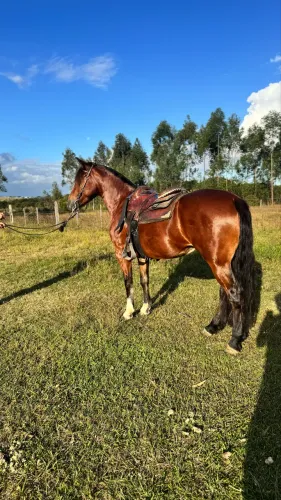 Das Éguas mais chiques do Brasil, Craque!