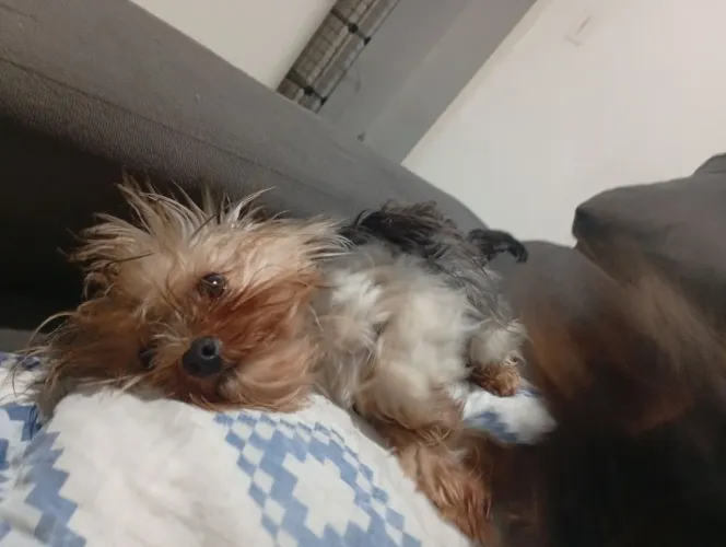 York terrier micro
