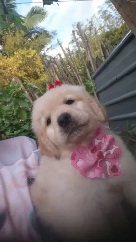 AMOR DE GOLDEN RETRIEVER