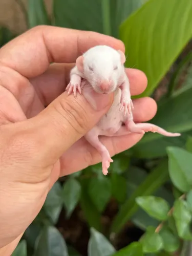 Ratinhos 