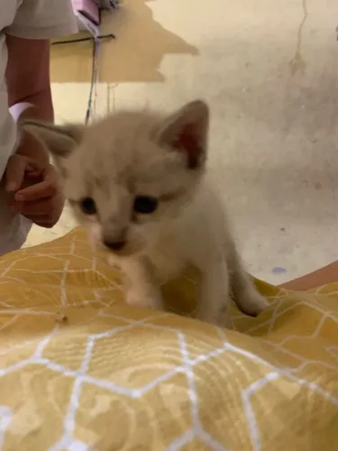 GATINHO PRA DOAÇÃO