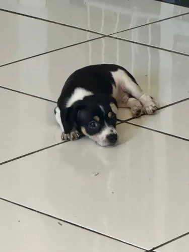 Filhote de Pinscher (Cruza de Pinscher 1 e Pinscher 2)