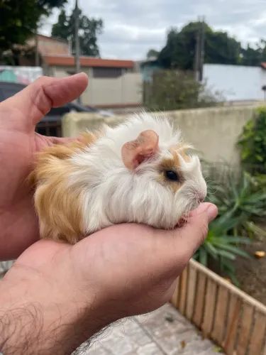 Porquinhos da índia filhotes
