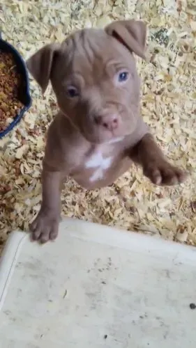 Pitbull Ótimos Valores Essa Semana Para Você !