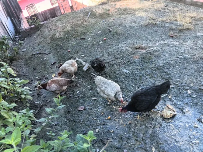 Galinhas