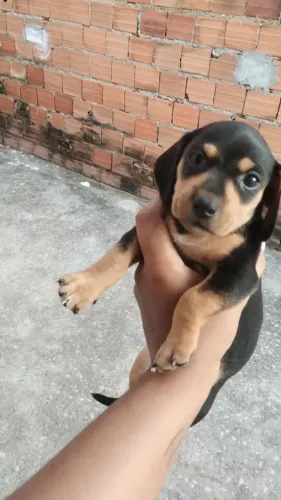 Vendo filhote FÊMEA Dachshund (salsicha)