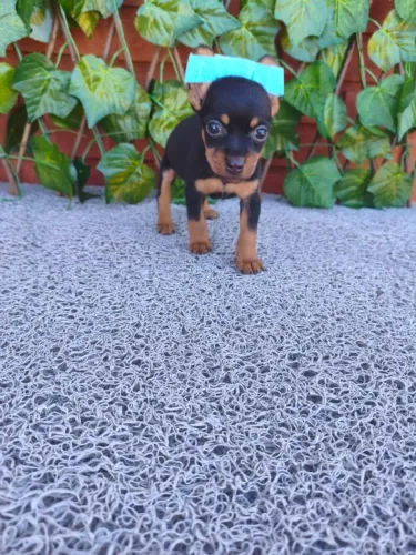 Filhote de Pinscher super fofo e brincalhão