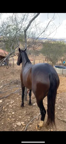 Égua castanha macha picada