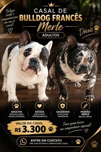 Casal adulto de Bulldog francês Merle.
