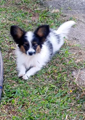 Papillon macho filhote