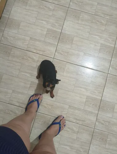 Pinscher fêmea(castrada)