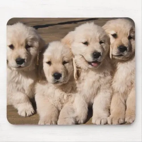 Golden retriever filhotes para transformar o dia dos namorados em amor verdadeiro 
