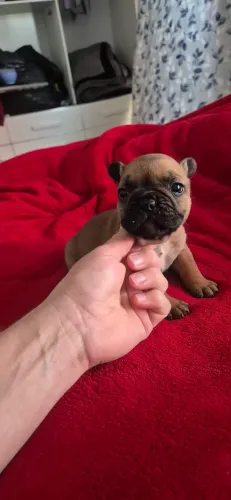 Bulldog francês