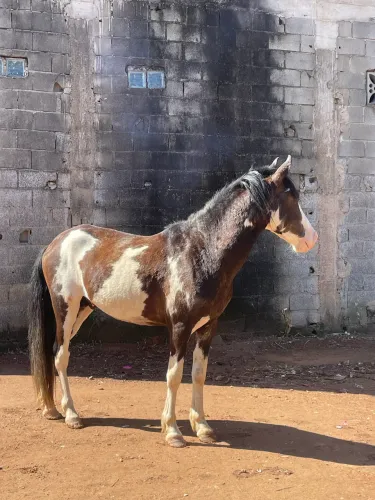 CAVALO PAMPA DE PRETO DÓCIL