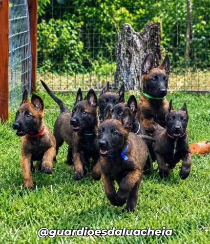 Malinois Filhotes CBKC