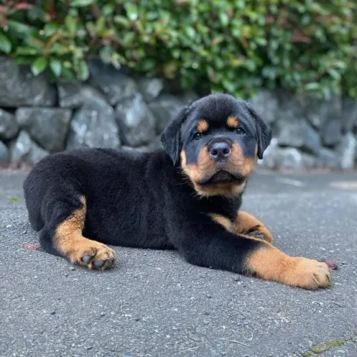 Filhotes de Rottweiler | Cada dia é uma nova descoberta.