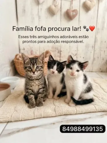 doação de gatinhos 