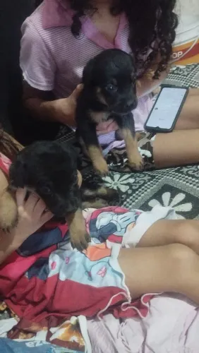 Cachorros