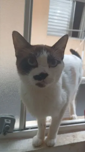 Doação de gatos