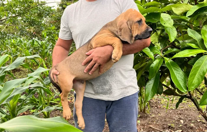 Fila Brasileiro 