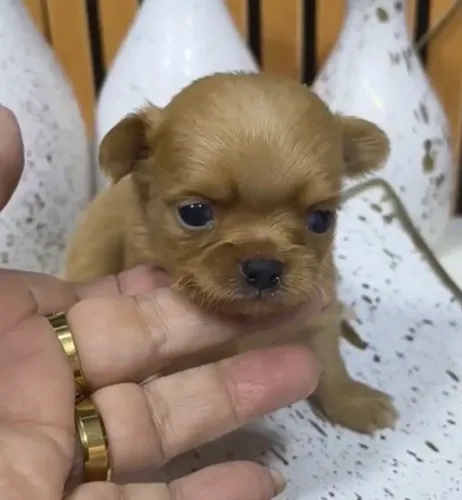 Chihuahua macho pelo longo