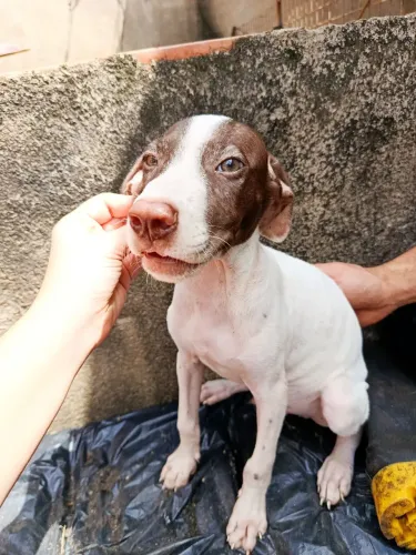 Doação pitbull com vira-lata