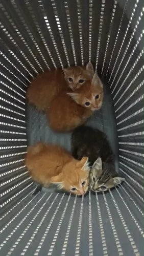 Gatinhos para adoção