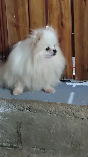 Polarzinhos