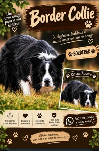 Border Collies Filhotes e Reserva