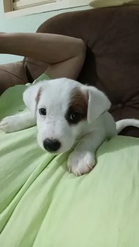 Jack Russell Terrier