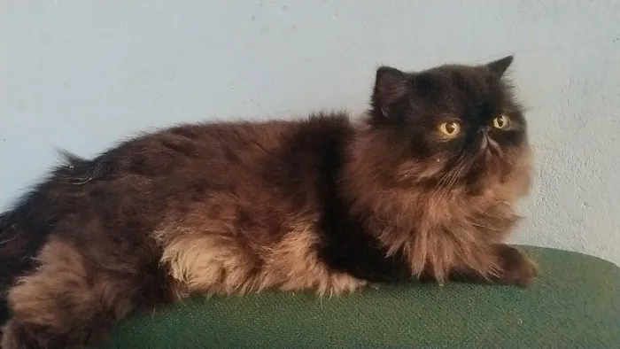 Gato Pesa