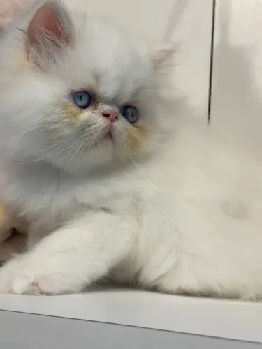 Lindos gatos