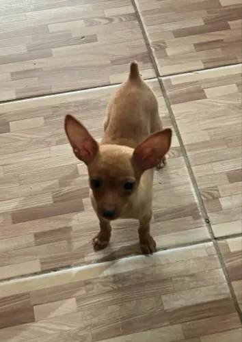 Linda Pinscher fêmea n 1 com 0