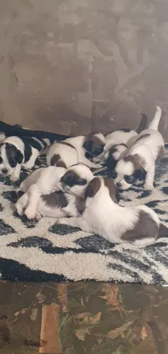 Filhote shihtzu