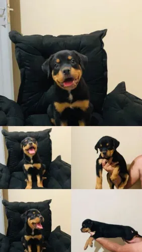 Filhote de rottweiler fêmea disponível já vacinada