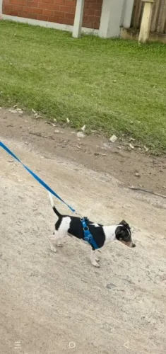 Filhote de pinscher