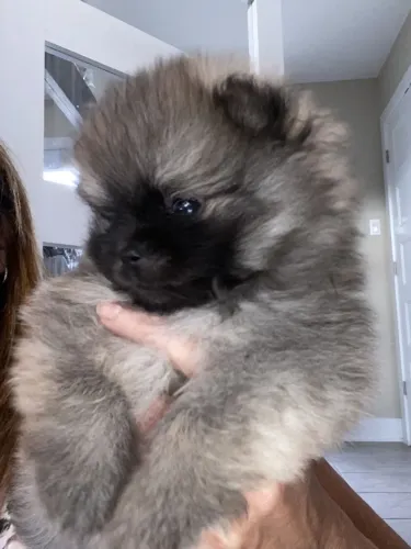 Chow chow porte medio