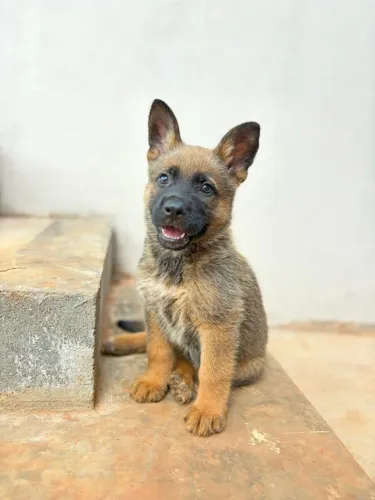 Filhotes Pastor Malinois