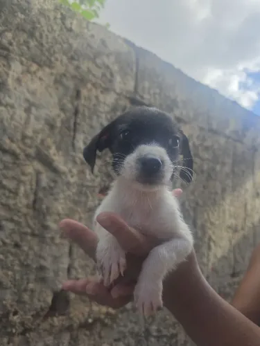 Filhotes de cachorro adoção (SRD)