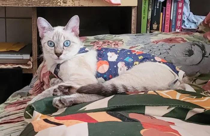 ADOTE GATA CASTRADA (8 MESES)