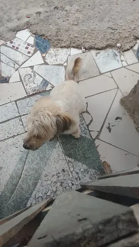 Cachorro para doação