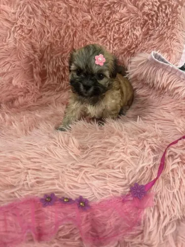 Lhasa apso femea disponível 