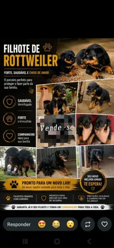 Filhote de Rottweiler