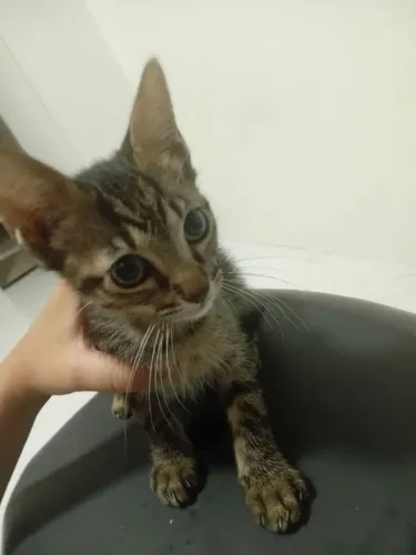 Doação de gatos