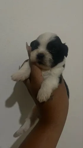 Filhote dê Shitzu macho