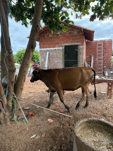 Vendo duas novilhas e uma vaca primeira cria com bezerro