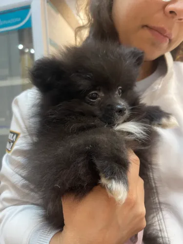 Spitz Alemão