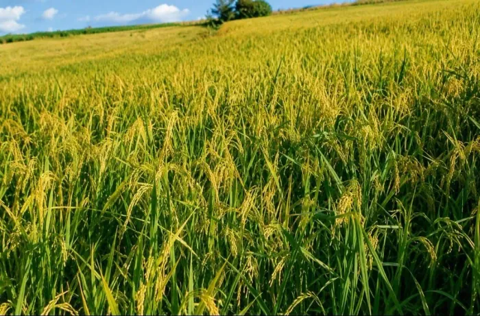 Fazenda 180 hectares valor 1.700.000